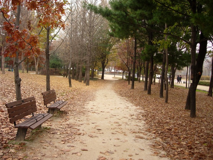 Tree-lined walking path in Seoul Forest, Seongdong-gu, Seoul